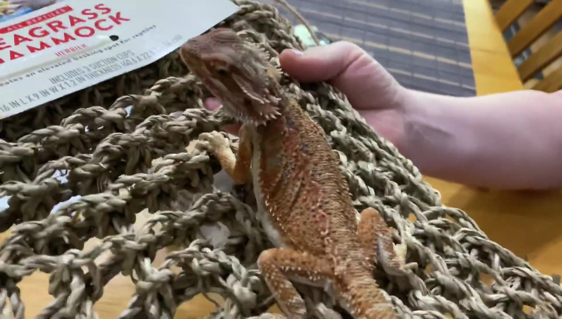 Cleaning the bearded dragon's enclosure before installing the hammock