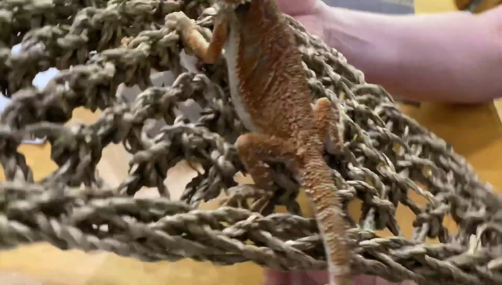 The hammock installed inside the enclosure