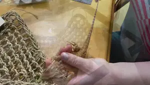 Bearded Dragon Seagrass Hammock Review: A Cozy Haven for Your Reptile?