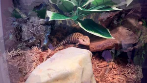 Reptile Enrichment: Ultimate Guide to Creating Stimulating Habitats
