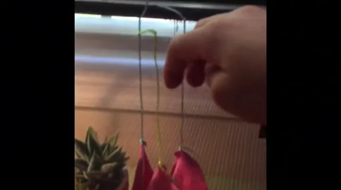 Attach the hammock to the cage using the strings.