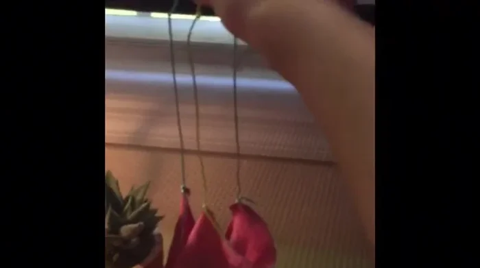 Attach the hammock to the cage using the strings.