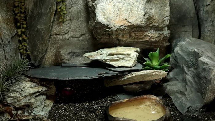 Remove all decorations, the water dish, and the calcium dish. Place them in a bowl for cleaning.