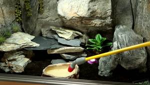 How to Deep Clean Your Leopard Gecko's Tank: A Step-by-Step Guide