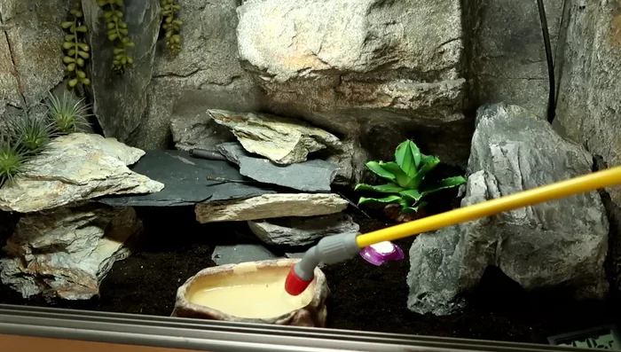 Replace the deep heat projector and return the gecko to the tank. Expect some initial skittishness or hiding behavior.