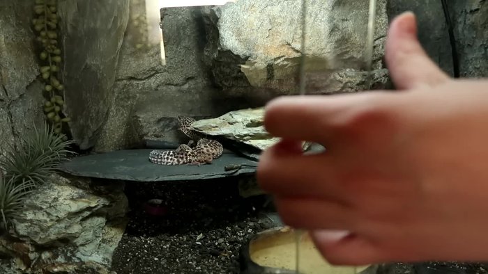 Remove all decorations, the water dish, and the calcium dish. Place them in a bowl for cleaning.