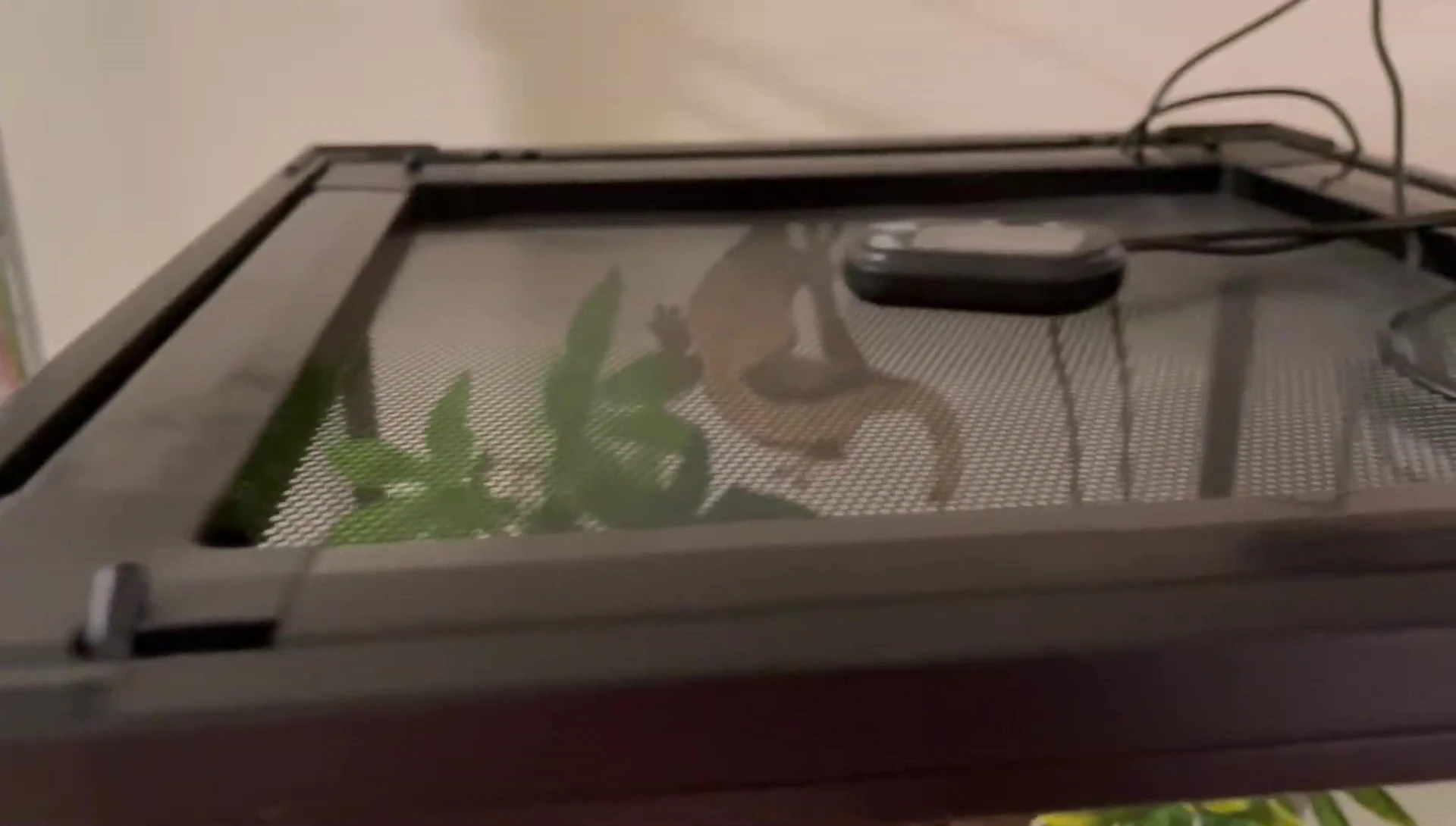 Demonstration of the easy-to-use latches on the Reptizoo terrarium.