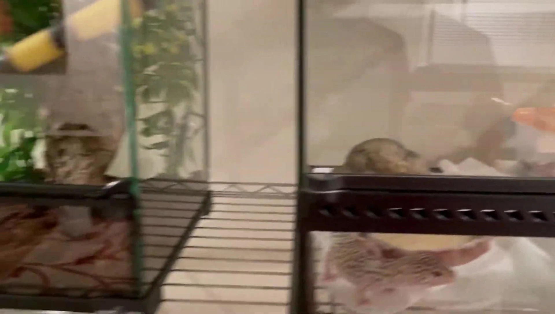 The reviewer summarizes his overall assessment of the Reptizoo terrarium.