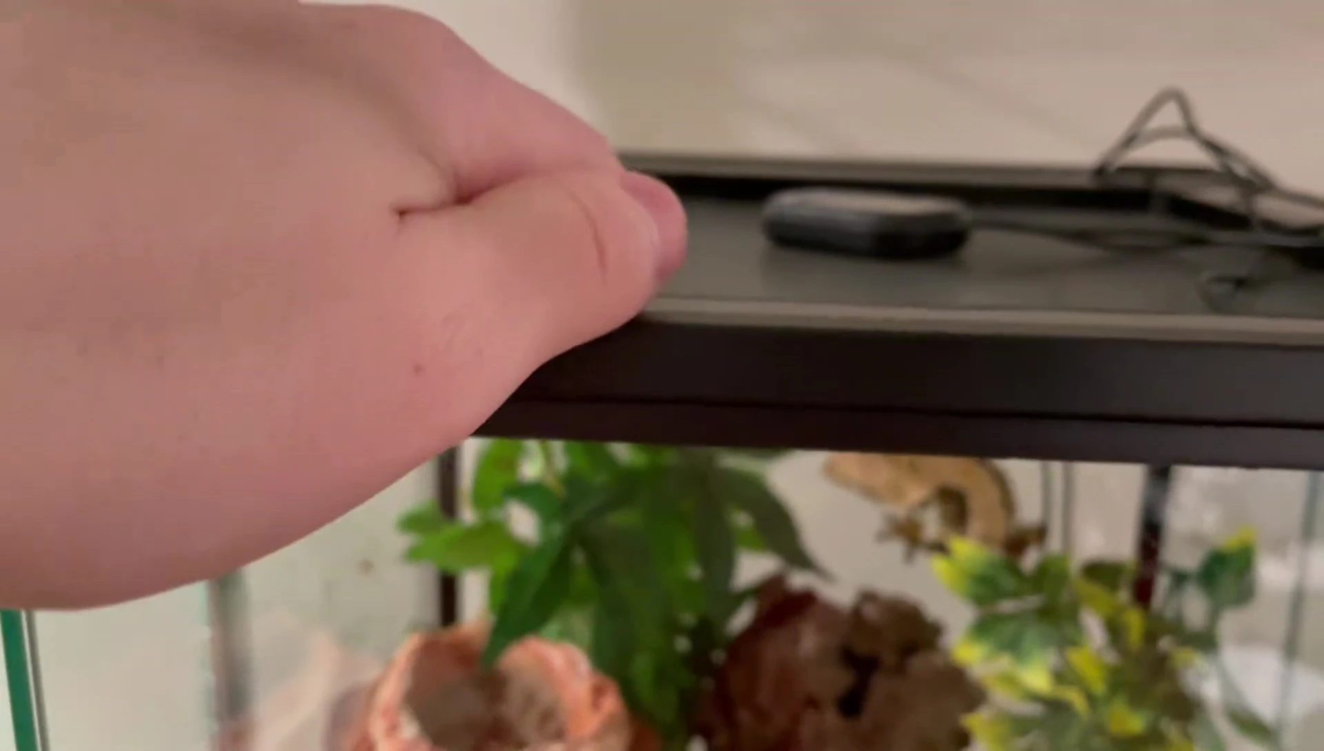 Comparison of Reptizoo and Exoterra screen tops, highlighting the sturdiness of the Reptizoo top.