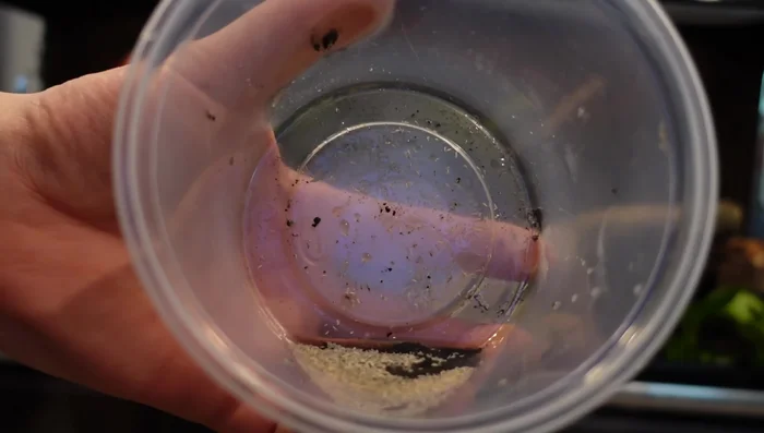 Introduce cleanup crew (isopods and springtails) and oak leaves for food and aesthetics. Add bird feeder mineral block for calcium.