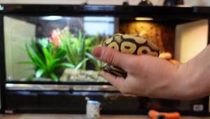 Building a Bioactive Ball Python Enclosure: A Step-by-Step Guide