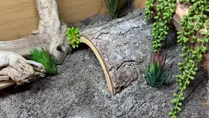Zen Habitats Bearded Dragon Enclosures: A Detailed Review