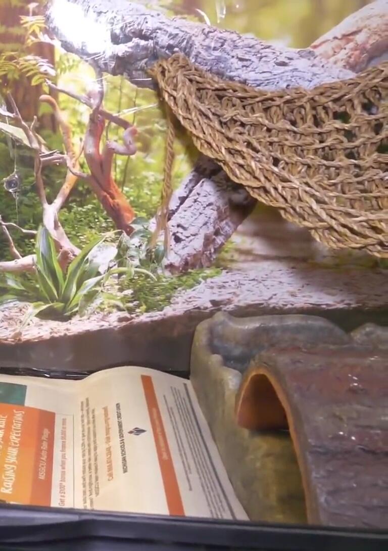 Demonstrating the independent opening of the Zoo Med tank doors.