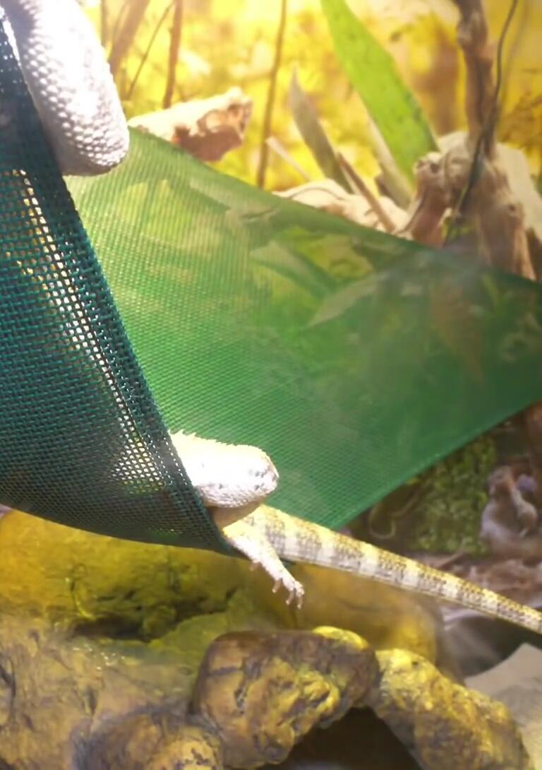 Gaps between the glass and frame of the Zoo Med tank.