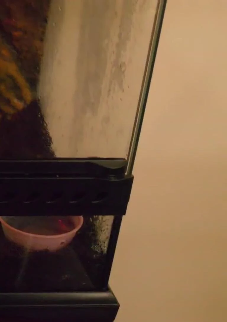 Exo Terra tank comparison shot.