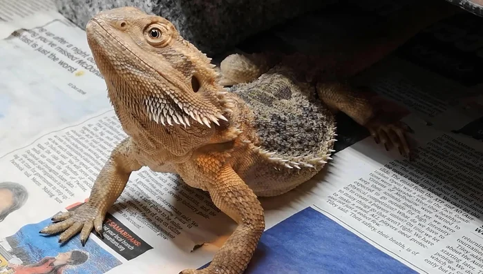 Dispose of uneaten food: Do not feed any food that has been in contact with quarantine animals to your main collection.