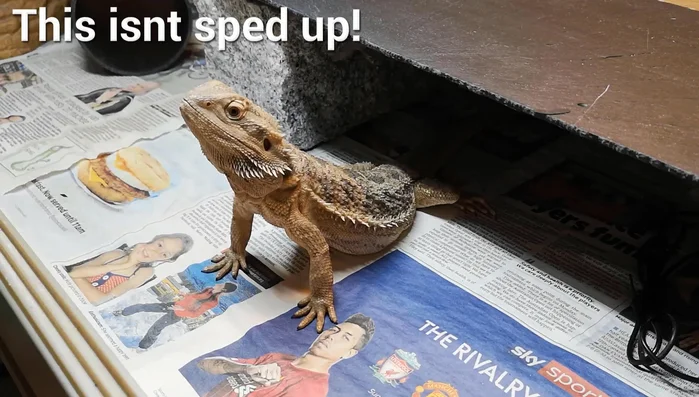 Dispose of uneaten food: Do not feed any food that has been in contact with quarantine animals to your main collection.