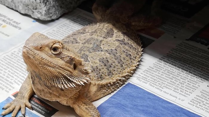 Dispose of uneaten food: Do not feed any food that has been in contact with quarantine animals to your main collection.