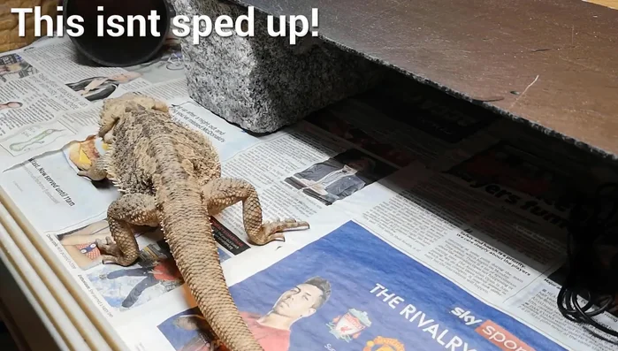 Prevent external contamination: Avoid contact with other reptile collections, pet shops, and reptile shops. Change clothes before handling your reptiles after visiting such places.