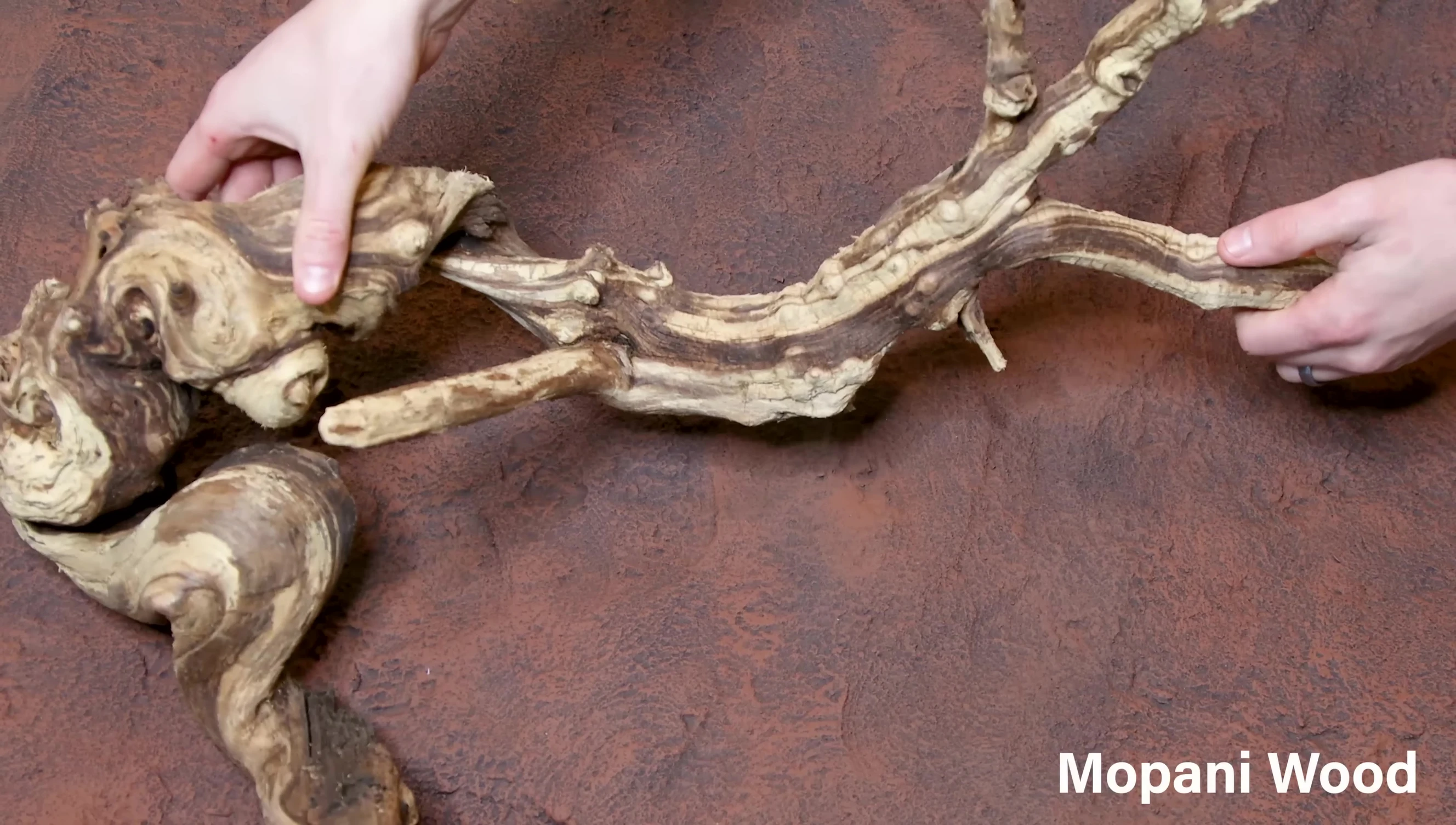 Mopani wood branches