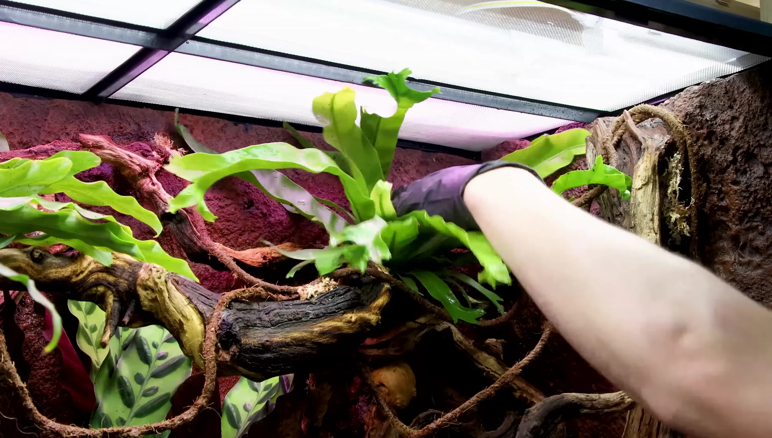 Bird's nest fern