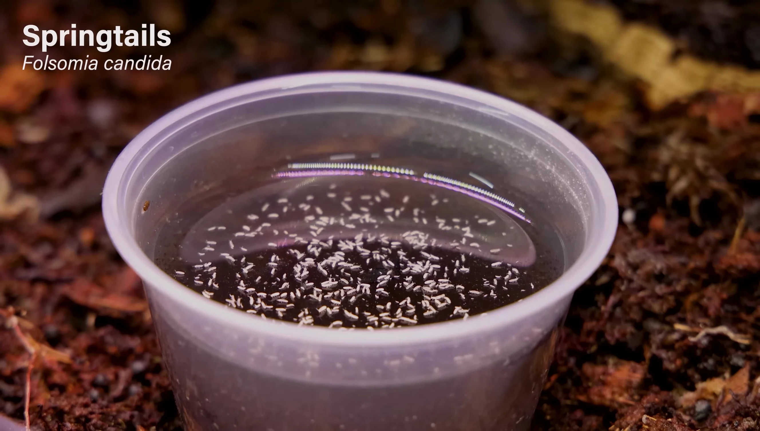 Springtails