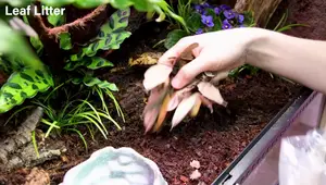 Venomous Tree Viper Vivarium Build: A Detailed Guide