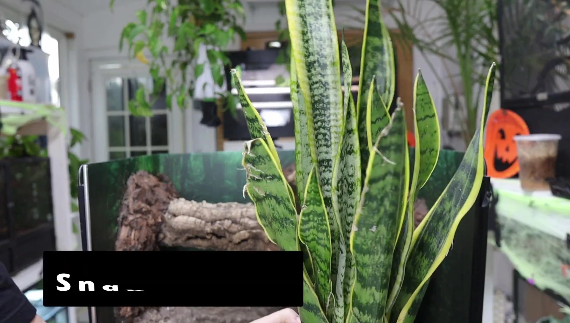 Planting the snake plant.