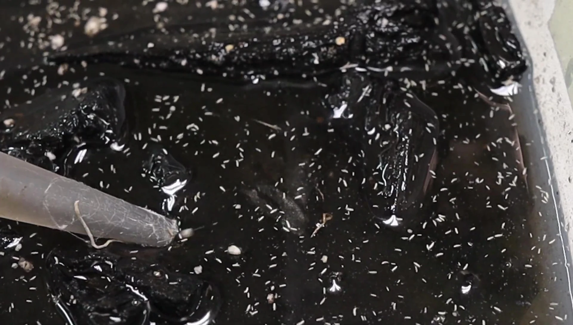 Adding springtails.