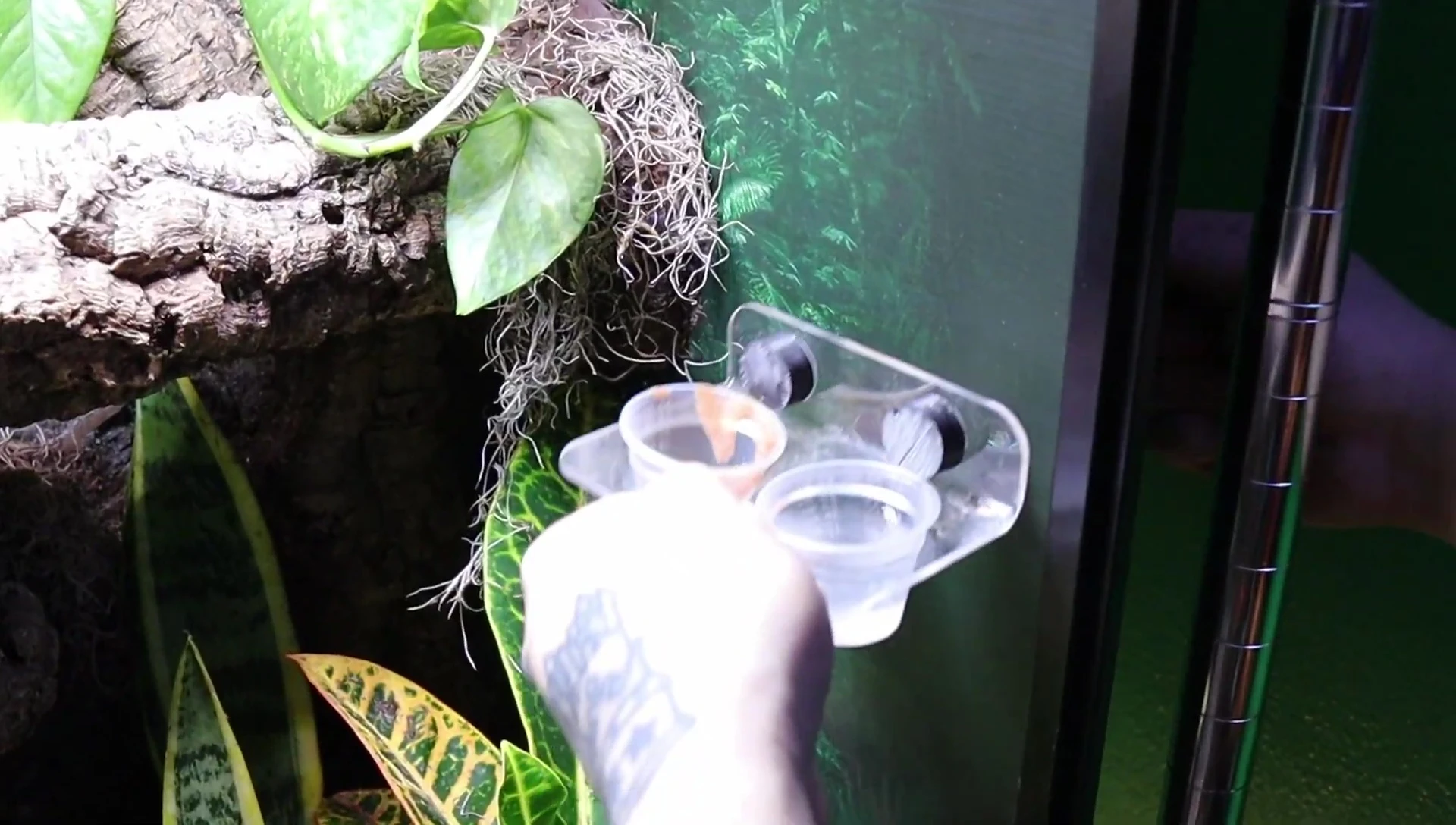 Gecko being introduced into the finished vivarium.