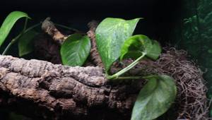 Leachie Gecko Bioactive Vivarium: A Step-by-Step Leap Habitat Build