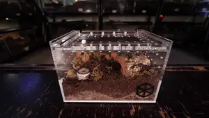 Best Tarantula Enclosures: A Comprehensive Guide for Spiderlings to Adults
