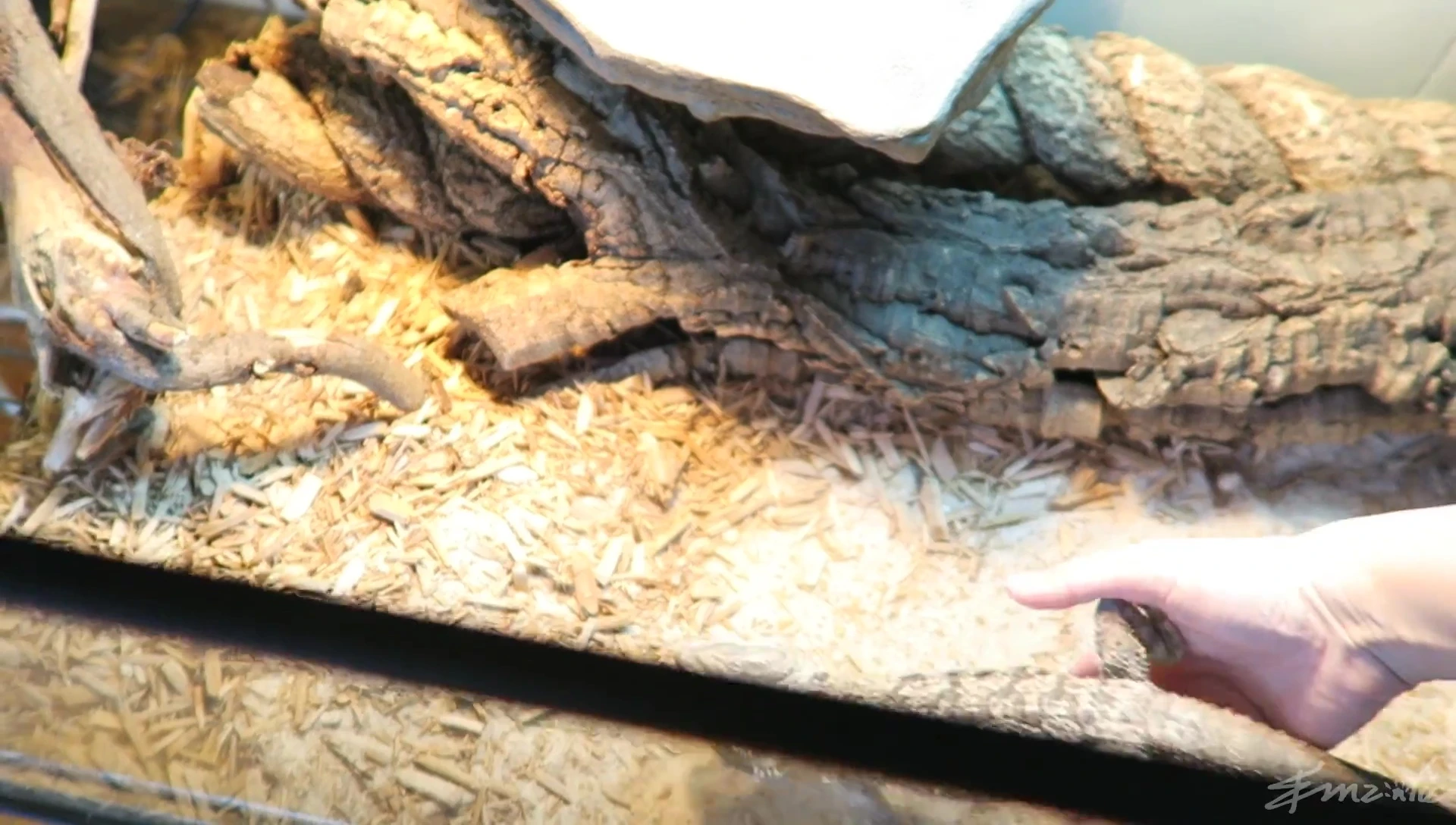 Bearded Dragon in its new enclosure