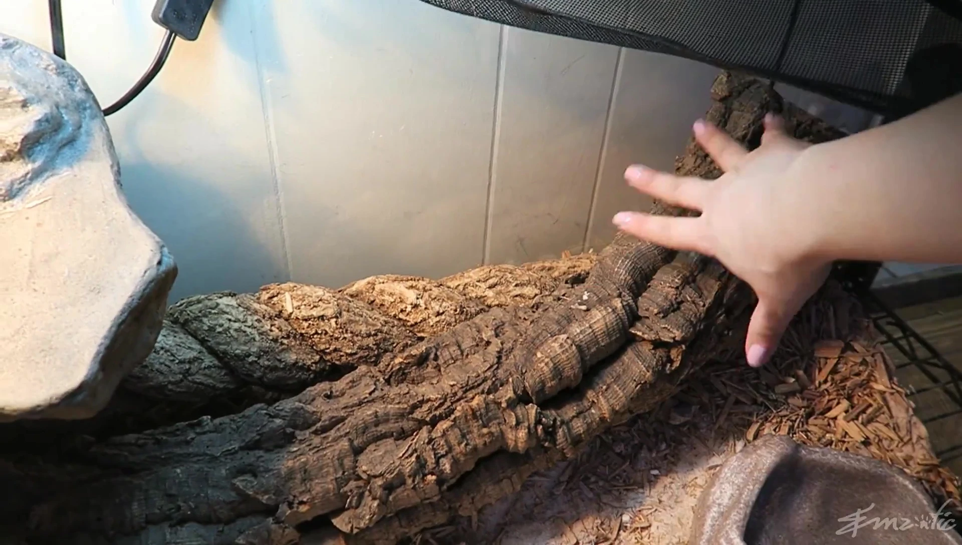 Cave and logs in the enclosure