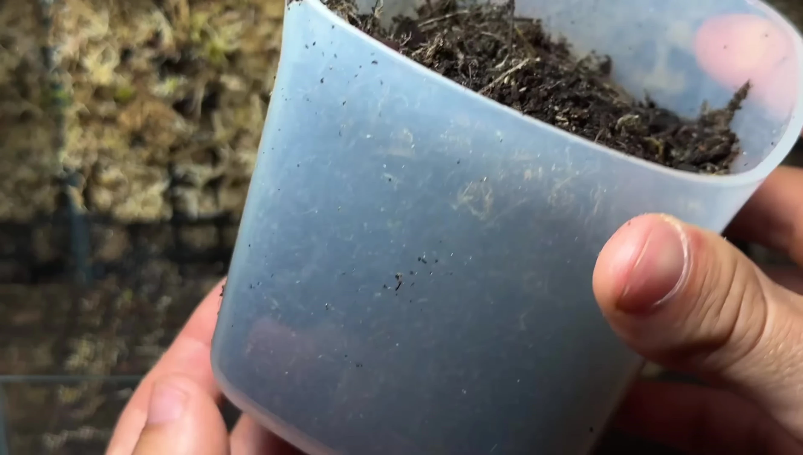 Adding the terrarium substrate