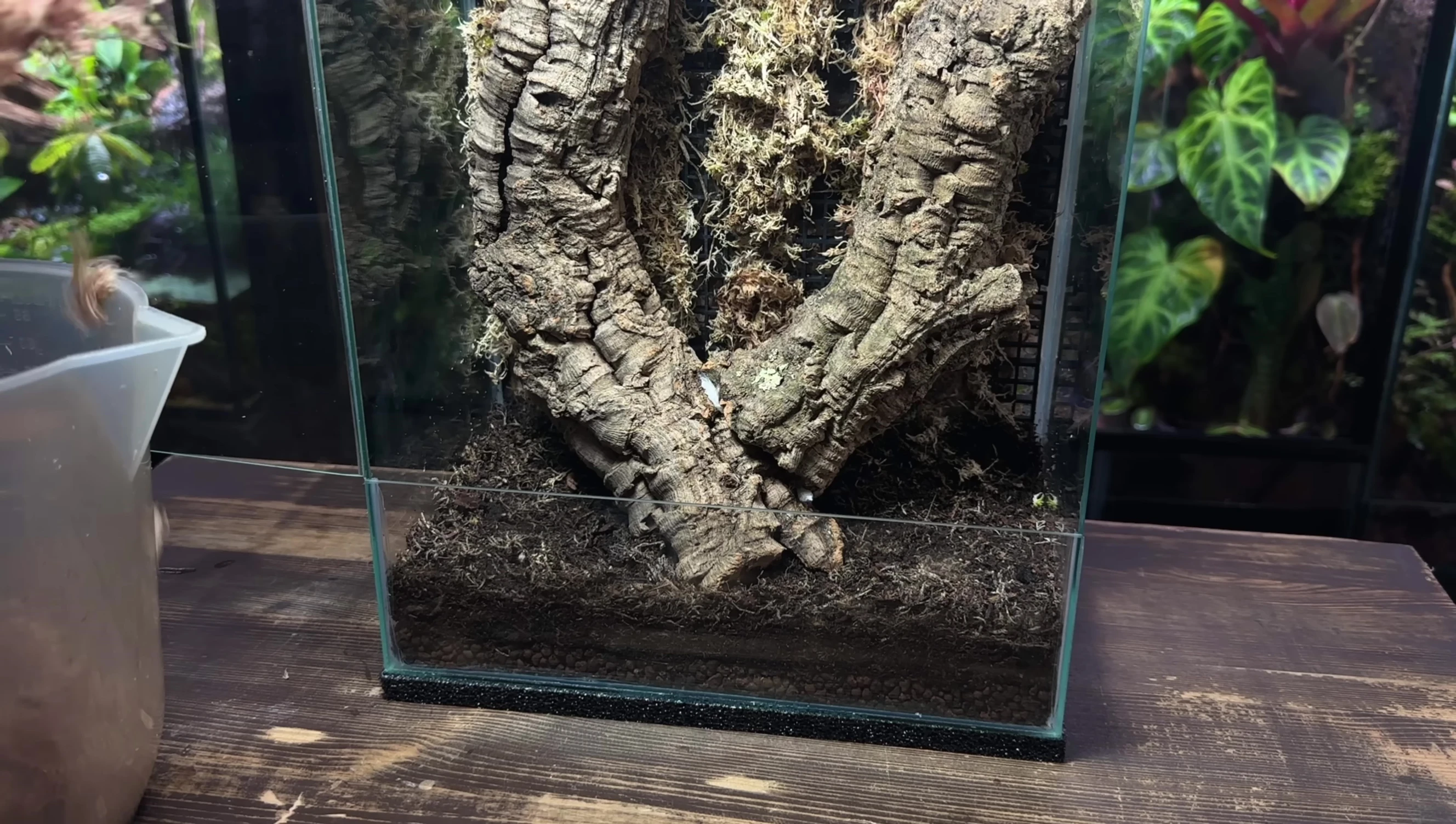 Adding sphagnum moss to the substrate