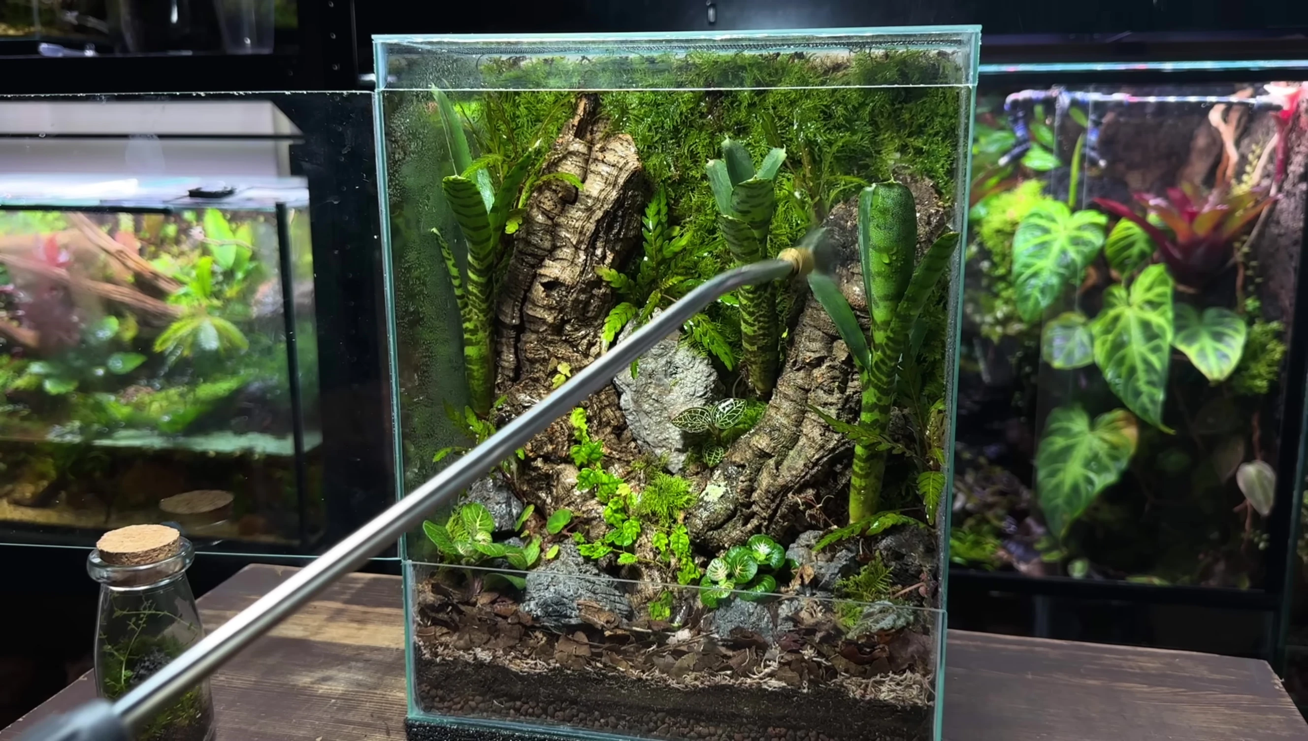 Spraying the terrarium
