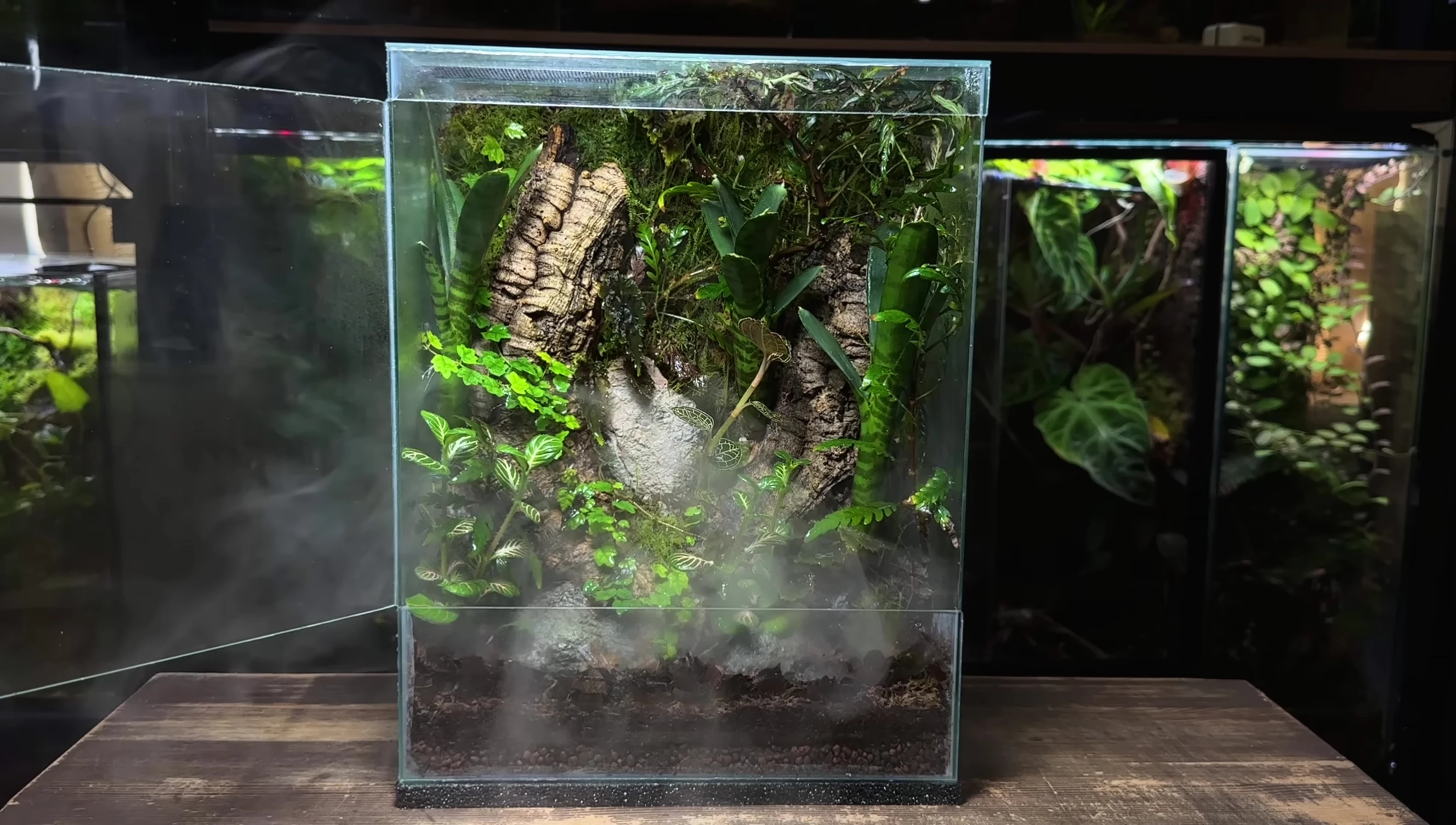Terrarium after 4 months of growth