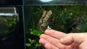 DIY Orchid Mantis Terrarium: A Step-by-Step Guide