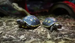Red Foot Tortoise Care: Setup Guide with Exo Terra, Zoo Med, & Aquarium Co-op