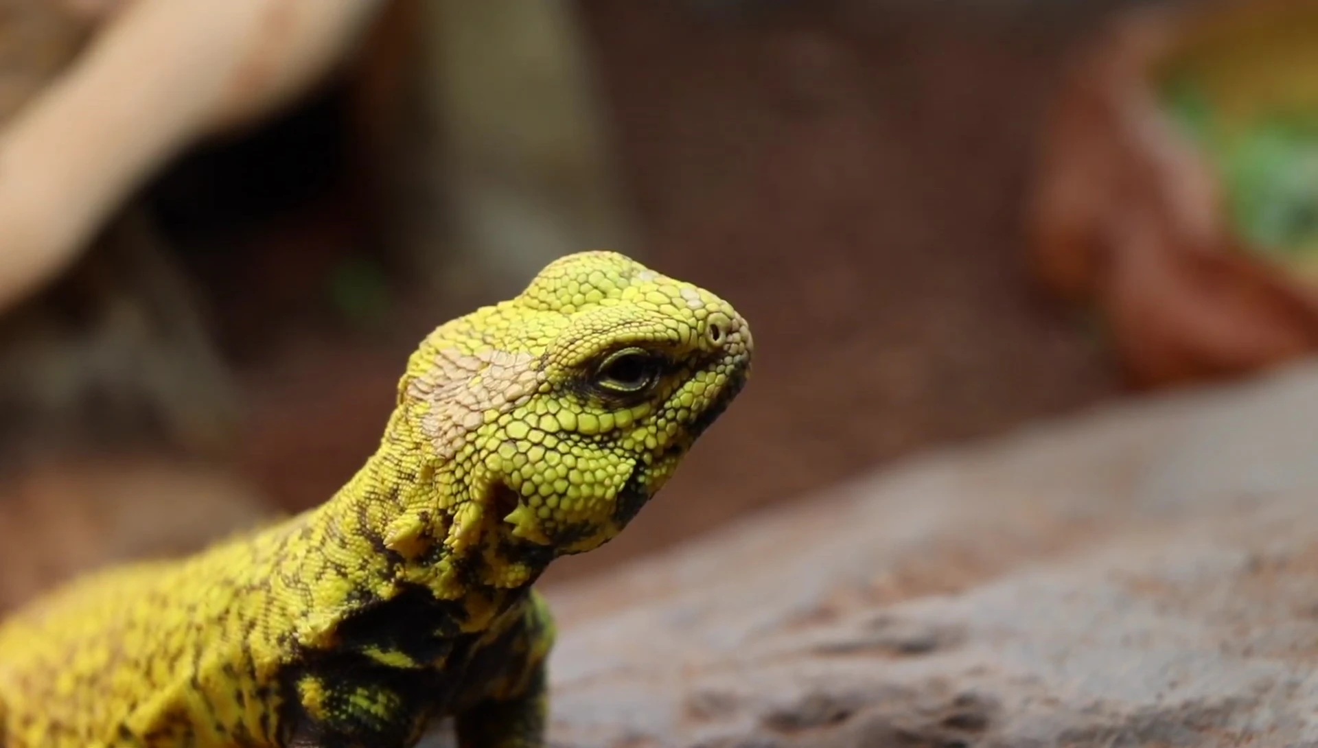 Close up shot highlighting various types of terrarium lighting.