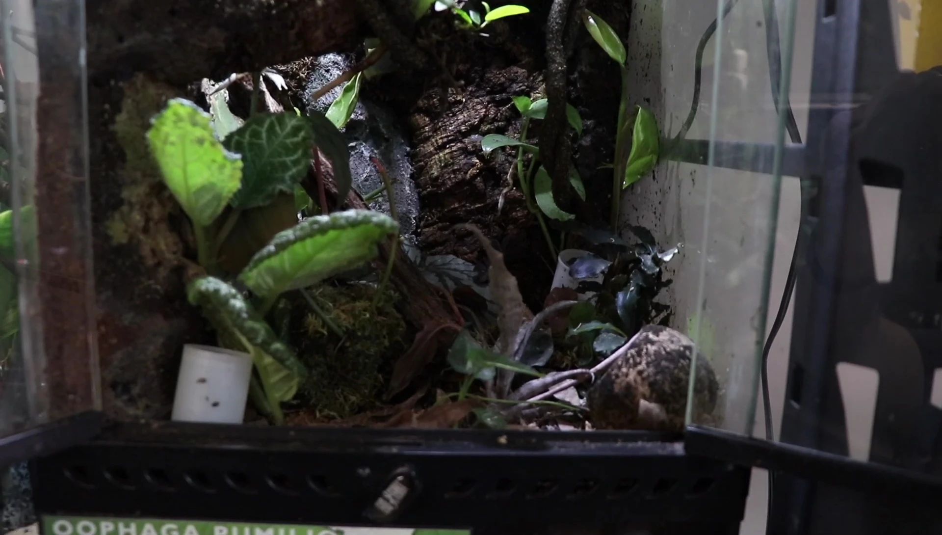 Various plants growing under the Exo Terra LED.