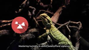 Maintaining Optimal Humidity for Bearded Dragons: The Ultimate Guide