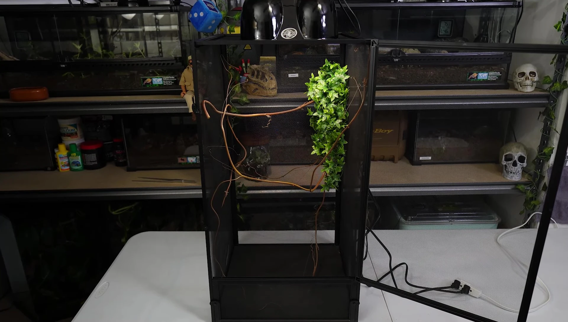 A chameleon in a sparsely furnished enclosure.