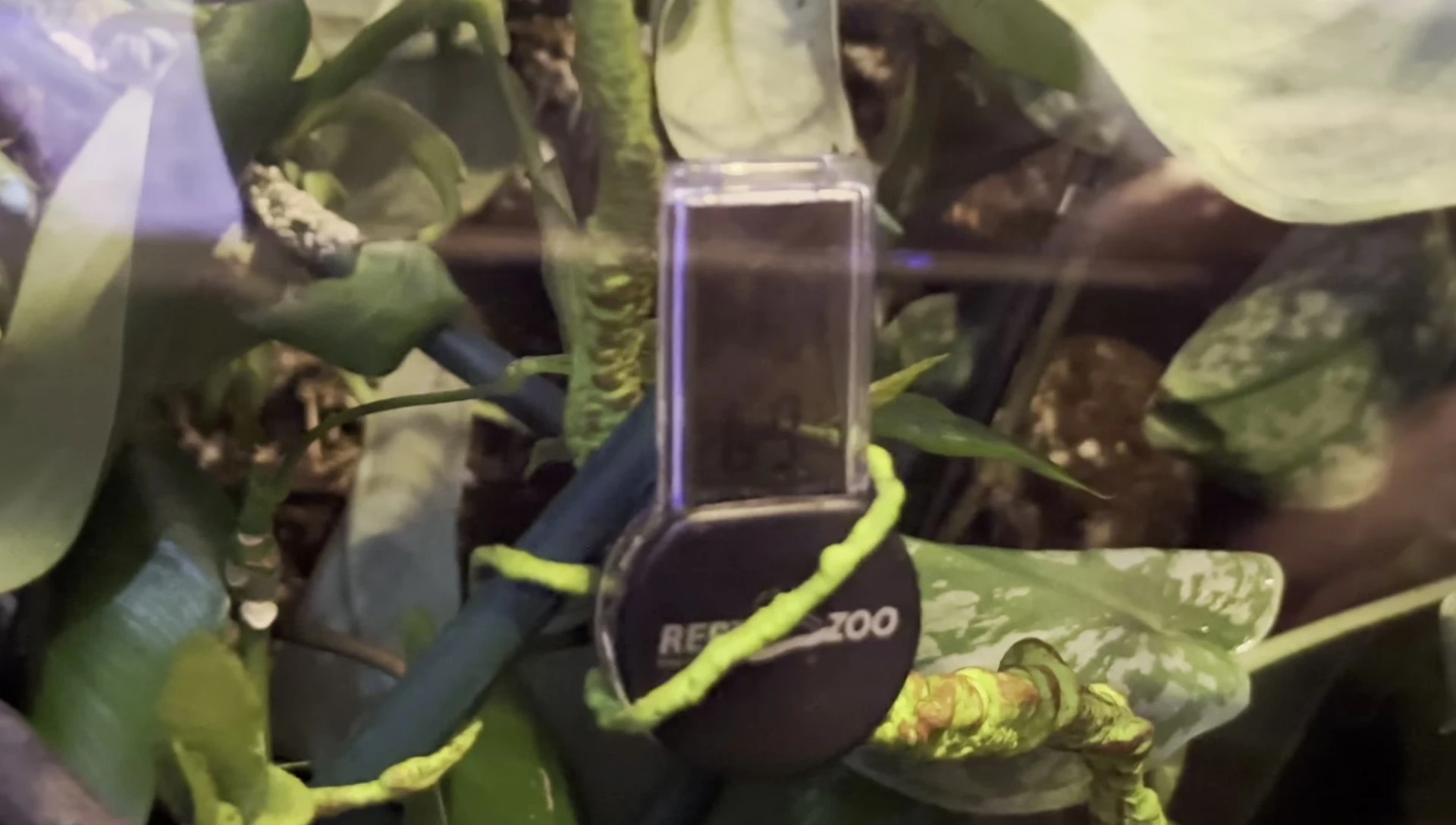 The thermometer hung on a vine in a terrarium