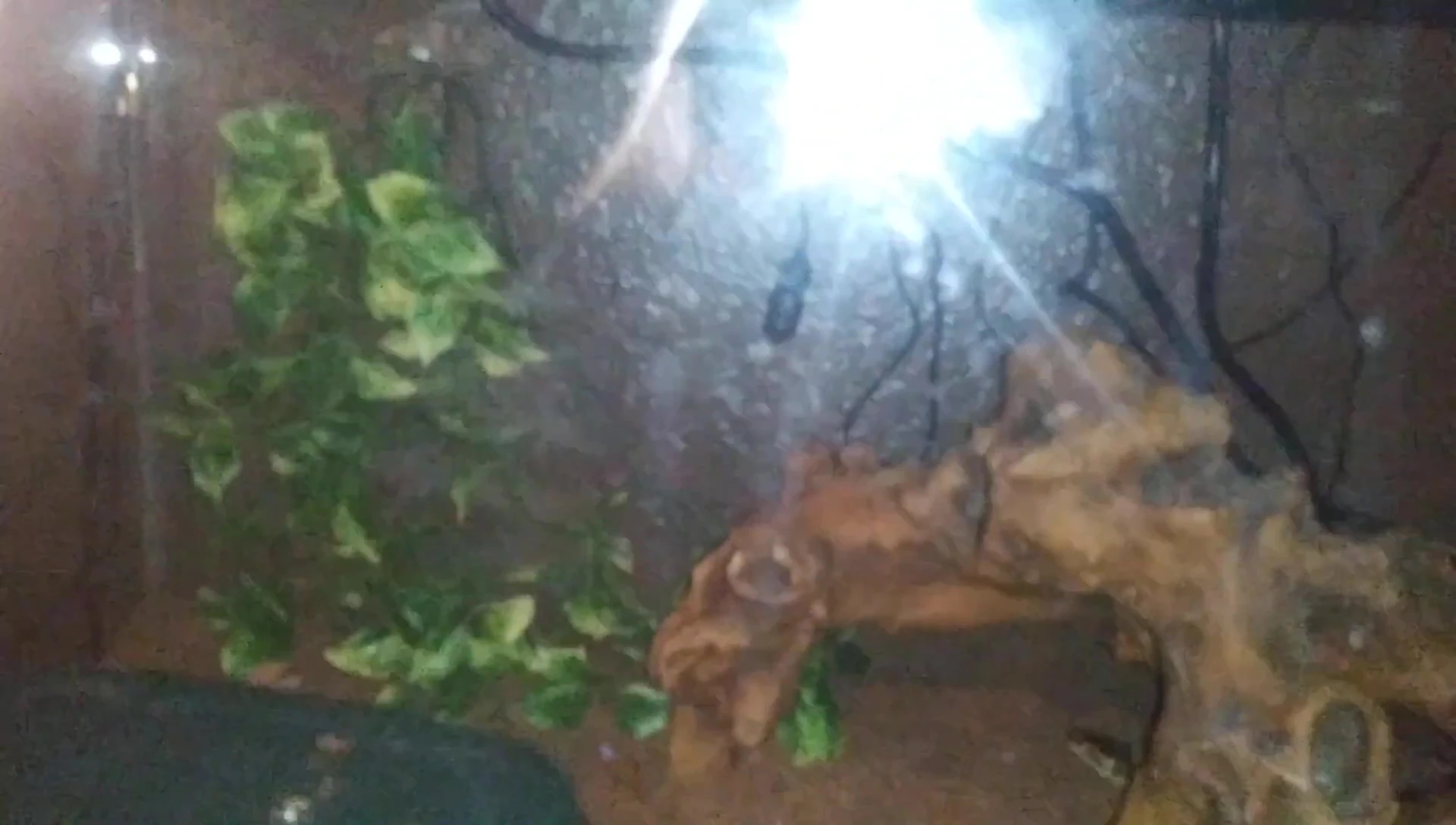 Humidity probe placement in the vivarium