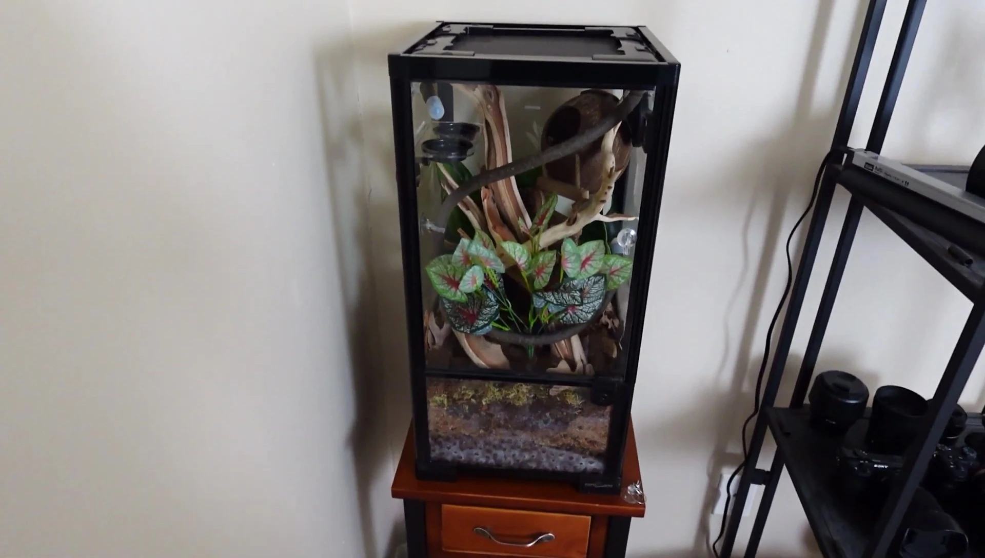 Close-up view highlighting the gecko's climbing space.