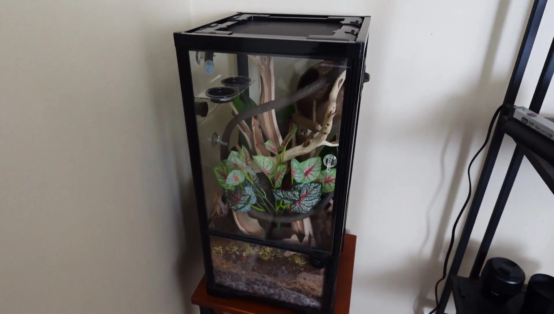 A wide shot of the terrarium, showing the overall design.
