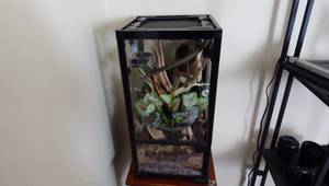 Reptizoo 12x12x24 Reptile Terrarium Review: Perfect for Crested Geckos?