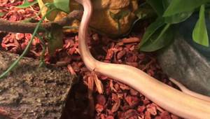 Reptibark vs. Eco Earth: Which Substrate is Best for Ball Pythons?